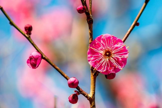長引く暖冬の影響で植物の花芽に予想以上の変化が生まれそうです。<br /> 一般的にバラ科の植物は強い寒気に当たらないと花芽分化が進まないといわれていますが、河津桜など寒緋系の桜は蕾が<br />かなり膨らんでおり、早い開花が予想されます。一方、ソメイヨシノは果たしてどうなるのか興味深いところです。<br /> 同様に多くの花が春が来たと勘違いして早く咲きそうだといわれていますが、別府の南立石公園へ行ってみると、すでに梅が咲き始めています。今年は情報を集めながら、できるだけ自分の足でひとつずつ確認する必要がありそうです。