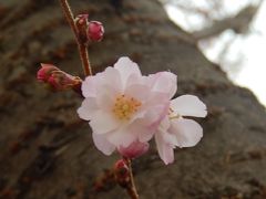 寒い曇天の日の冬桜を見る