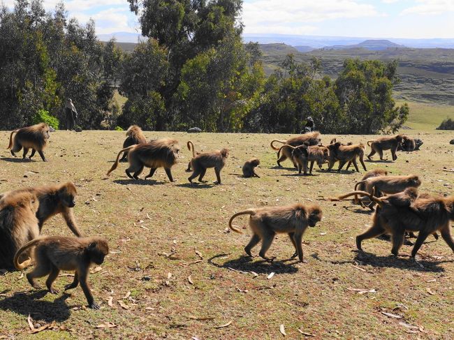 2020新春エチオピアその５～シミエン国立公園でゲダラヒヒと戯れる