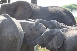 母娘旅!　タンザニアサファリ１　旅行準備編と（1日目）ドーハ乗継でキリマジャロ空港へ