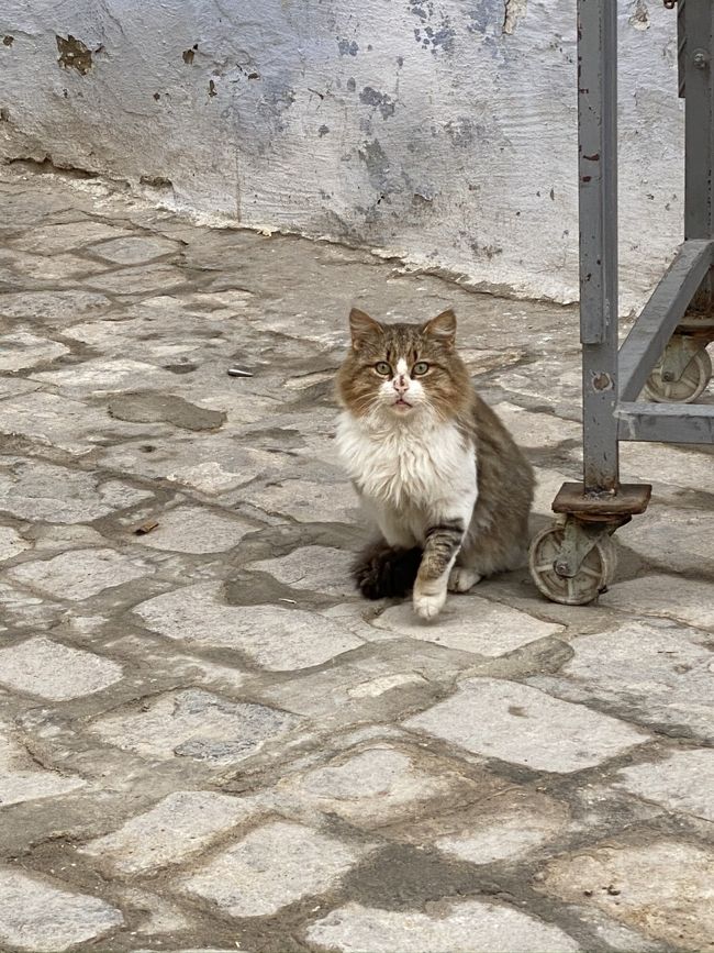 チュニジアで逢った猫たち
