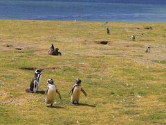 会心の晴れ続き、パタゴニア～ペンギンの島、マグダレナ島～