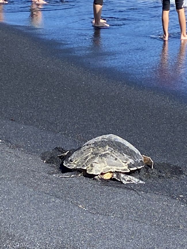 家族で2度目のハワイ島。<br /><br />直前に通行可能となったマウナケア山頂アクセスロード。悲願叶ってマウナケア山頂でサンセットを見る。前回は次男年齢制限で行かれなかったものね。しかし、今回も次男が……。<br />夜のマンタツアー。前回訪問時には、シーカヤック・シュノーケリング・SUPのツアーに参加しました。なので一応シュノーケリング体験もあるし楽勝と思いきや…。　<br />前回訪問時にはキラウエアと星空観測の日本語ツアーに参加。今回参加のマウナケア山頂ツアーも日本語だし、バスに乗ってればいいだけだからこれまた楽勝、と思いきや…。　<br />最終日をフリーにするために、ホエールウォッチングとマウナケア山頂ツアーを同じ日にしたのは大失敗。疲労困憊の家族からも「今度はハワイ島じゃない島にしよう」とブーイング。はりゃ。いや、一つ一つのアクティビティが重い重い。ハワイ島は噛みごたえがあります。<br /><br />レンタカーで島の南部を巡り、島の雄大さを実感。ちょっとレトロな田舎街ナアレフではアメリカ最南端のレストランでランチ。黒砂海岸では甲羅干し中のウミガメを愛でて。マンタは触れそうなほど近くにやってきたし。一応クジラは見られたし。ドトールコーヒー農園ではインスタ映えお約束のインフィニティプールでコーヒー試飲。ちょっとアクシデントはありましたが、常夏の島。毎夜素晴らしい夕日に恵まれ、4泊6日目一杯楽しみました。