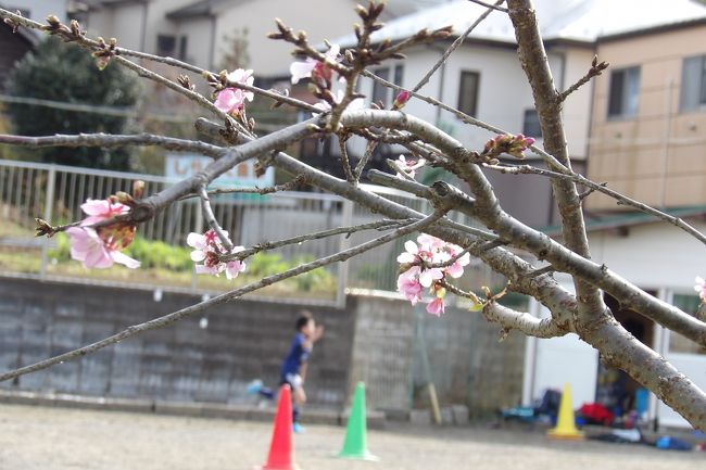 　今年は記録的な暖冬で、野菜が生育し過ぎて、大根が育ち過ぎて出荷できずに、畑で廃棄されている三浦海岸でのニュース映像が流されている。その傍らで開花し始めた河津桜が映し出されていた。ここ横浜でも河津桜の中には咲き出し始めたものがある。これでは例年よりも1ヶ月余り早いことになる。おそらくは、今年の春の桜の開花時期も相当に早まることが予想される。<br />（表紙写真は咲き出した河津桜）