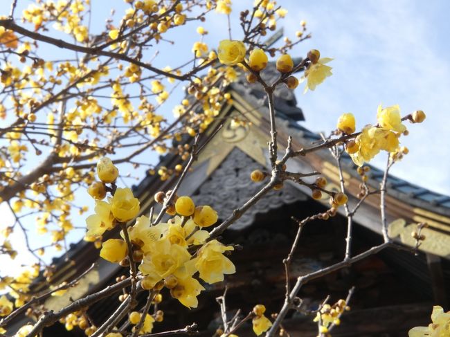 「雷電神社」のロウバイ_2020_７～８分咲きで、見頃です。（群馬県・板倉町）