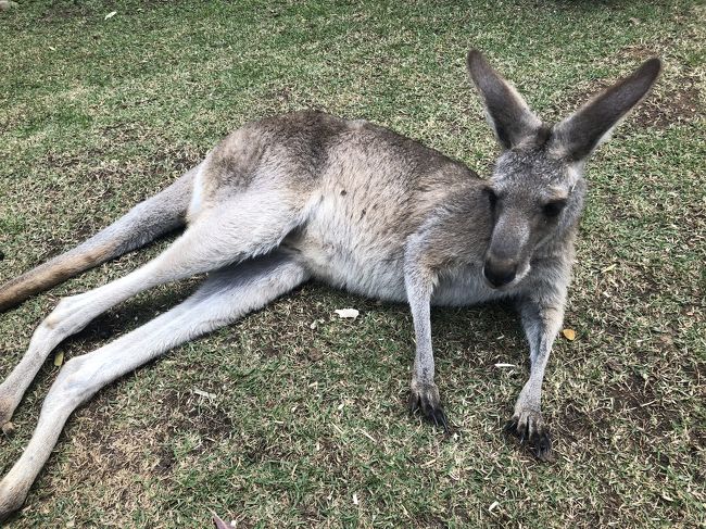 キュランダに行きました。こんな近くから撮っても全然嫌がらないカンガルー。とっても可愛かったです。