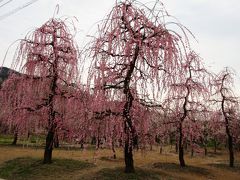 ２０１９年２月　関東３日目　その２　曽我梅林の別所会場で紅白の梅を楽しみました。