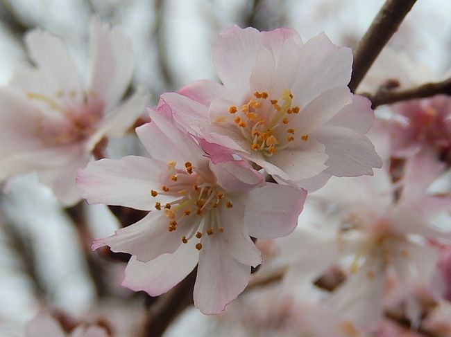 1月22日、午後2時半頃にふじみ野市の西鶴ケ岡地区を散策して十月桜を見に行きました。　肌寒い日でしたが健気に咲いていました。　とても美しかったです。<br /><br /><br /><br /><br />＊美しかった十月桜