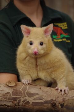 動物に癒されにオーストラリア　パースへ★３日目 カバシャム ワイルド ライフパーク