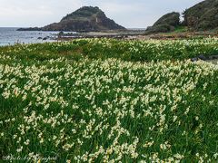 老人ホーム慰問のついでに南伊豆一泊旅行（２）～抱かねば水仙の揺れやまざるよ～　