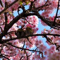 あたみ桜が咲く、早春の熱海温泉へ　(2日目）アカオハーブ＆ローズガーデン、来宮神社、起雲閣