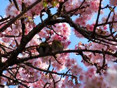 あたみ桜が咲く、早春の熱海温泉へ　(2日目）アカオハーブ＆ローズガーデン、来宮神社、起雲閣