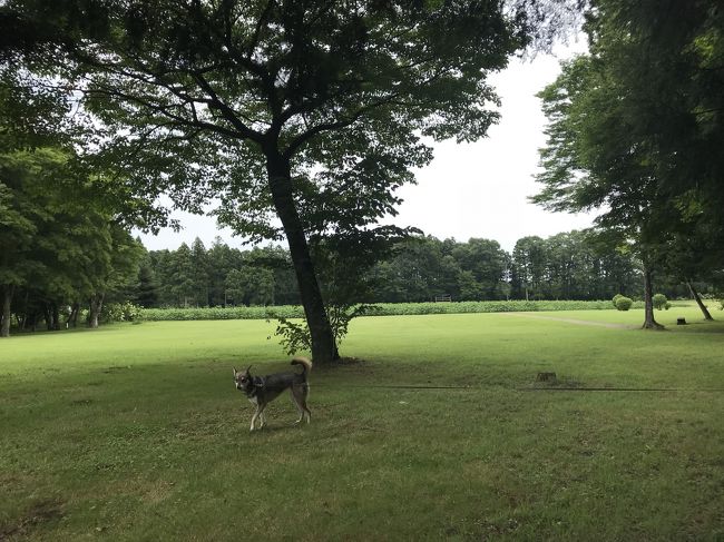 わんこと一緒に夏の那須高原に遊びに行きました。<br />暑さを避けて、のんびりホテル滞在と、おいしいごはんの旅になりました。