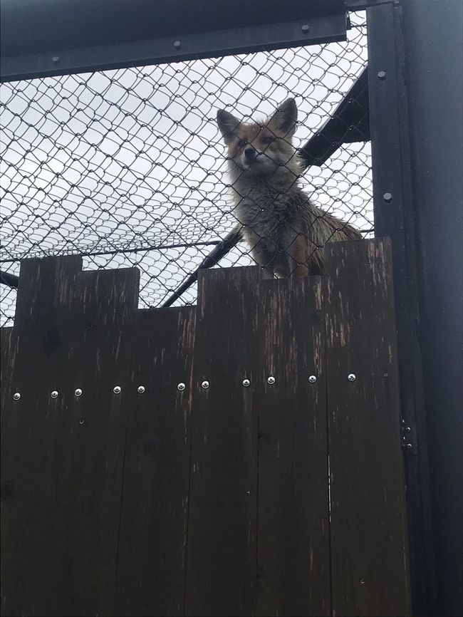 ３日目<br />旭山動物園→登別温泉<br />ホテルまほろば