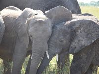 母娘旅タンザニアサファリ３日目の１　タランギレ国立公園サファリ！象が可愛すぎて