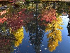 逆さもみじの曽木公園2019～池に映る夜の幻想的な世界、昼間の青空と紅葉も美しい（岐阜）