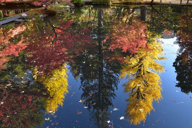 岐阜県土岐市（ときし）の南東部に位置する曽木公園（そぎこうえん）。<br />曽木公園は紅葉の名所として日本紅葉の名所100選に選定されています。<br />11月に入ると紅葉が始まり、紅葉した樹木が大小八つの池の水面に映る「逆さもみじ」は、幻想的な景観になります。<br />夜のライトアップに映るもみじは神秘的な世界となります。また、昼でも青空ともみじが映り、美しい景観を楽しめます。<br /><br />令和元年（2019）は、11月8日～17日に「曽木公園もみじまつり」が開催されました。<br /><br />実は1年前の11月18日（日）、土岐市駅前から夕方の「曽木公園もみじライトアップ臨時バス」に乗り、曽木公園に向かったのですが、大渋滞に巻き込まれ1時間以上遅れました。<br />帰りのバス時刻の関係から「逆さもみじ」を見ることをあきらめ、悔しい思いをしました。<br /><br />今回はそのリベンジで、令和元年11月14日（木）土岐市駅前 12:29発の市民バス「土岐南北線」に乗り、曽木公園に到着。曽木公園に5時間ほど滞在し、昼とライトアップの「逆さもみじ」を観賞します。<br />帰りは曽木公園19:10発の臨時バスを利用し土岐市駅前に戻ります。<br />帰りのバスは渋滞しにくい迂回路を別便で回送して来るので、定刻に発車します。<br /><br />なお、旅行記は下記資料を参考にしました。<br />・登竜門「第4回 日本ユーモア陶彫展&#39;06」<br />・曽木公園もみじライトアップ実行委員会「逆さもみじ」パンフレット<br />・曽木温泉バーデンパークSOGI「曽木公園もみじライトアップ」<br />・土岐商工会議所「曽木公園もみじまつり（ライトアップ）」<br />・土岐市「市民バス」<br />・ウィキペディア「曽木公園」<br />
