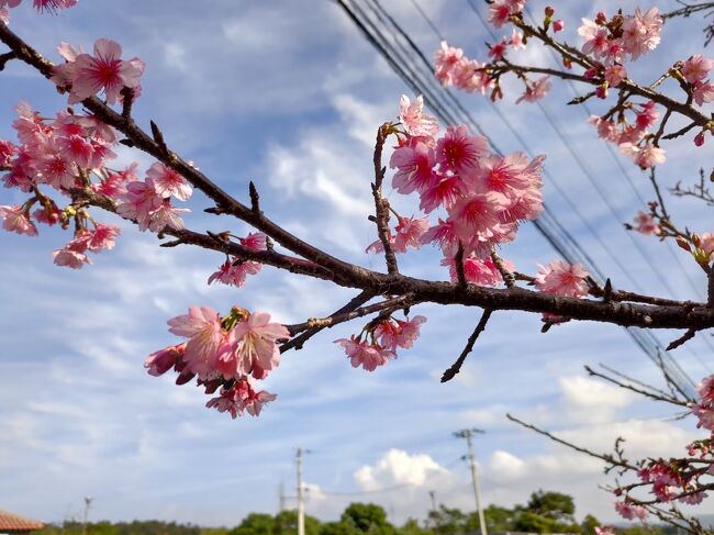 2年前の秋に沖縄旅行を計画してましたが、台風のため前日にキャンセルとなり、ずっと行きたいなと思っていました。冬に行くと台風の心配もないし、暖かいのでは？と1月に訪れることに。<br />昼間は暖かいを通り越して、25℃越えの暑さで歩くと汗をかき、かき氷やアイスクリームが美味しかった！<br />私の一番の目的は美ら海水族館、夫は青い海を見るのとステーキを食べること。ふたりとも目的を達成できました。1日2万歩で足は疲れたけれど、楽しい思い出ができました。