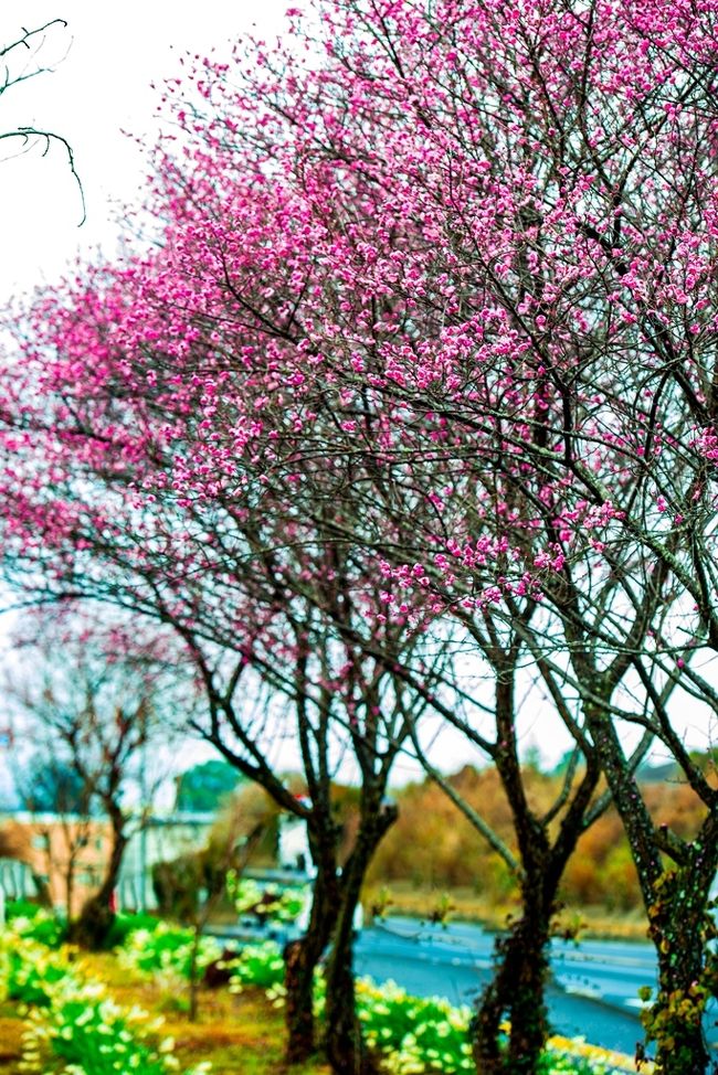 　暖冬のおかげで梅が例年より早く開花しています。<br />　霧の深い朝、糸口山の紅梅と風土記の丘の梅を見に行きました。<br />　なお、紅梅は国道沿いであったため、知的財産権や肖像権を侵害する恐れがあり、周辺をぼかしています。