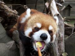 天王寺動物園＆ひらかたパーク　近畿訪問強化月間第２弾は大阪の２園 ガラス反射との闘い＠天王寺　ソラ君の可愛いリンゴタイム＠ひらパー