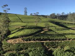 シンハラ王朝の歴史と紅茶の国へ（ヌワラエリヤ～コロンボ編）