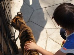 小学生男子～はじめての海外旅行～タイ10日間　②シラチャータイガーズー