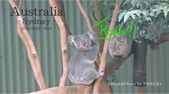 2018夏　オーストラリア・シドニー回顧録〈第３幕〉　【３日目：動物園とアイーダ編】