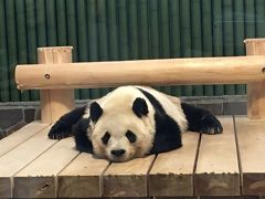 2020パンダ鑑賞記録☆2月は日本列島横断パンダの旅☆神戸王子動物園