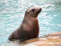 天王寺と福知山レッサーパンダ詣2020（４）天王寺動物園（後編）オオカミも可愛くアシカの赤ちゃんもキュートだったけど、ジャガーは見損ねた！