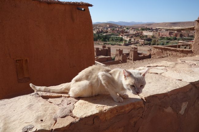 モロッコ旅（後編）：サハラの黎明とナイトマーケットと砂漠の砦の猫