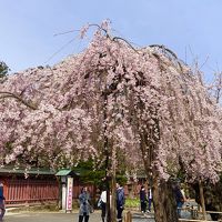 松島＆塩釜2019.4月(後半)杉山清貴＆オメガトライブ2019ラストライブツアー＠仙台サンプラザホール/マリンゲート塩釜/鹽竈神社