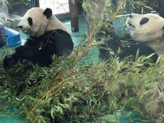 2019～2020　年末年始　上海＆上海ディズニーランド　⑥動物園～七宝老街