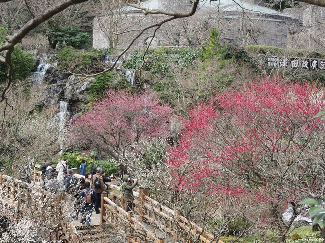 2020年も梅見月(2月)となり、早咲きで知られる熱海の梅園と糸川沿いのあたみ桜を楽しみに出掛けました。<br /><br />熱海市のパンフレットには、「日本の花見は熱海から」と書かれており、<br />「熱海梅園の梅」と「あたみ桜」が紹介されています。<br /><br />熱海梅園の開花状況は、3分咲きとなっており、見頃には少し早いのですが、糸川沿いのあたみ桜は既に満開となっているので、両方が楽しめる早めに出掛けました。<br /><br />第76回熱海梅園梅まつりは、1月11日~3月8日まで開催です。