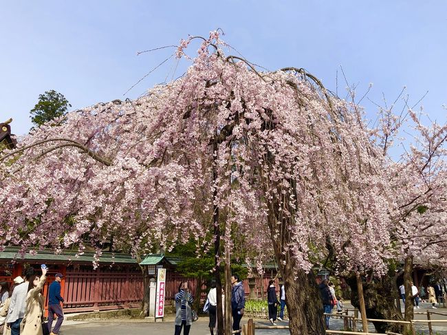 4月14日(日)<br />松島を遊覧後、マリンゲート塩釜で昼食。鹽竈神社参拝。<br />夜は仙台サンプラザホールでライブ。