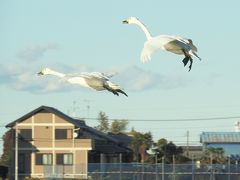 民家の上を舞う白鳥