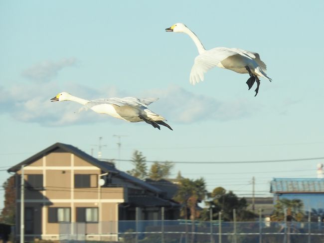 千葉の白鳥飛来地に行ってきました。