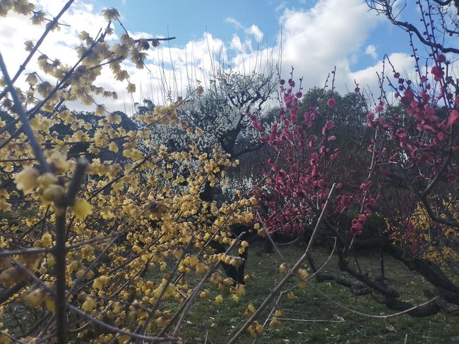 近所の梅の花が満開を迎えていて、大阪の梅はもういい感じに咲いてるんじゃないの?<br /><br />ということで、大阪城の梅園を訪ねてきました。思った通り、とりどりの梅が咲いていて、その時ばかりはマスクをずらして梅の香りを楽しんできました。<br /><br />大阪城は相変わらずの人人人。コロナウィルスの影響は感じなかったです。