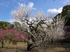 栗林公園の梅