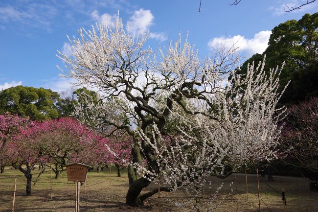 梅の花が咲きだしたというので、コーラスの練習帰りに栗林公園に寄ってみました。<br /><br />少し雨が降っていましたが、公園北門前の駐車場に着く頃は止んでくれて良かったです。