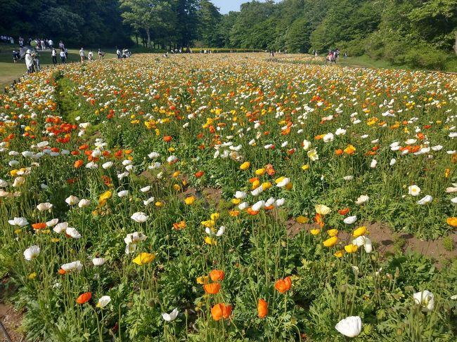 東武東上線に乗車する際、「森林公園行き」という表示は何度も目にしていたものの、行ったことはなかったので、暇な春の休日に行ってみました。