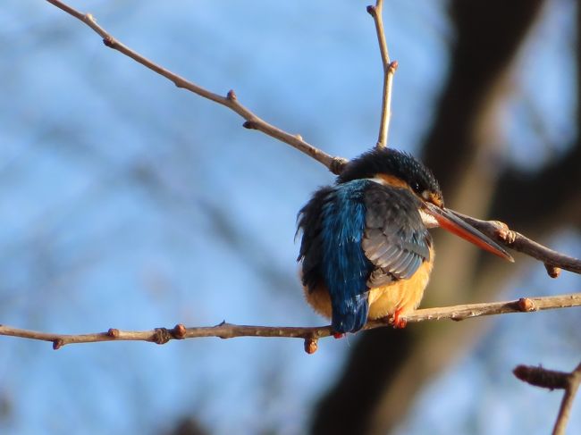 善福寺公園☆東京の住宅街に野鳥が沢山