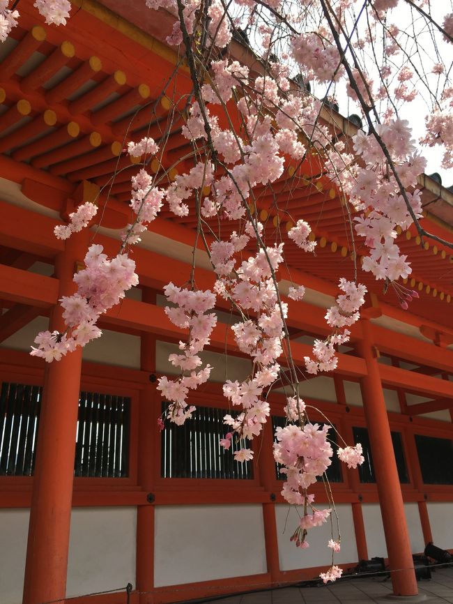 京都の桜の王道を行く