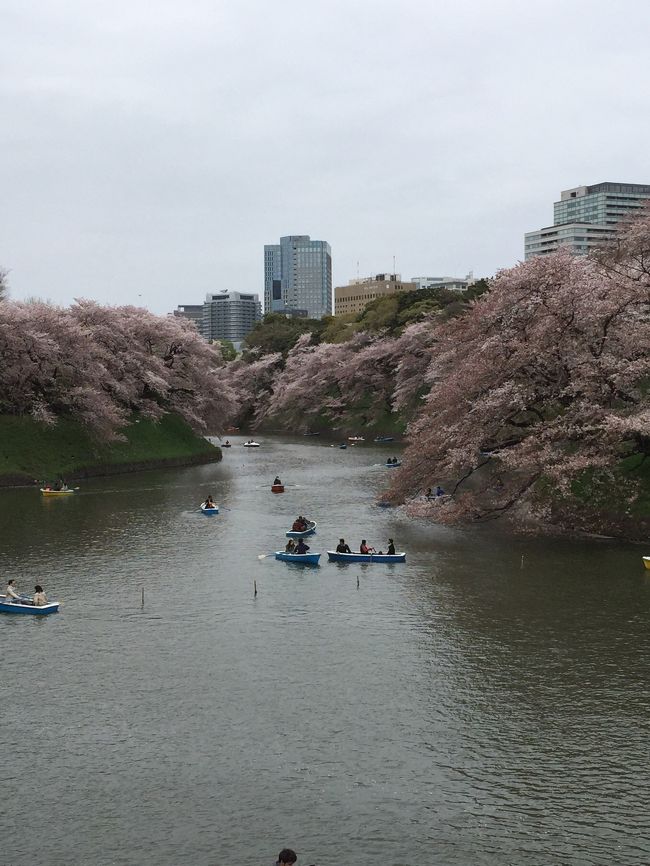 毎年、一年に一回、桜の名所に、お花見に行きま~す!<br /><br />2015年は、東京都千代田区、皇居の北東側に位置する千鳥ケ淵公園の千鳥ヶ淵緑道に行きました。過去、一度行ったことがあるのですが、桜の道には見学徒歩渋滞が。。。しばらく足が遠のいていたのですが、また、行ってみようという事になりました。<br /><br /><br />Walker+(ウォーカープラス): <br />https://hanami.walkerplus.com/detail/ar0313e25833/<br />によると、2020/2現在、人気お花見スポットランキング、全国23位、東京2位<br /><br />2015年3月23日東京で桜開花宣言🌸