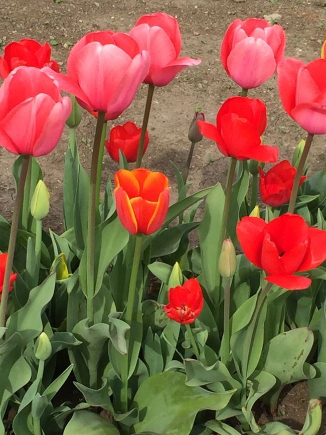 今年は、新宿御苑に桜を見に行ってみよう、との予定でしたが…<br />あまりの人の多さにびっくりして逃げ帰ってきました。<br />というわけで、急遽、予定変更で、『京王フローラルガーデンアンジェ』へ<br /><br />2018年3月21日東京で桜開花宣言♪