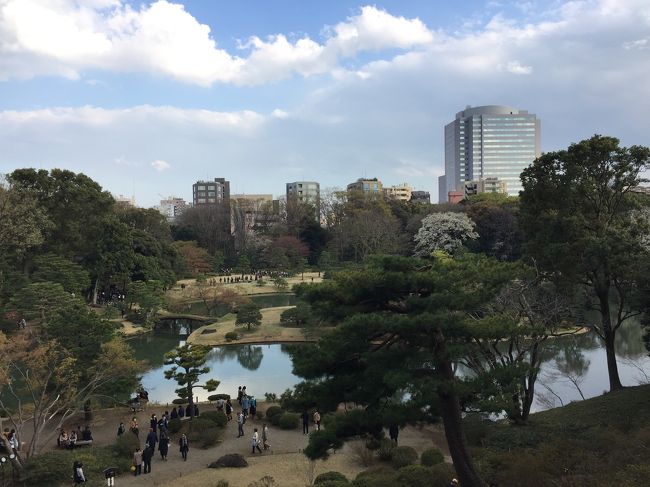 桜2019 六義園は立派な日本庭園でした