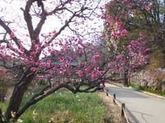 女子会ランチと公園（府立錦織公園）散策