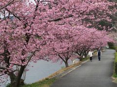 ☆西伊豆夕景と河津桜（①新型コロナウイルスのこと）