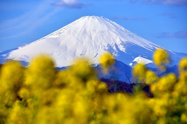 月に一度、しかもたった1時間限定という幻の朝市を追い求めた後、菜の花と富士山を愛でに吾妻山登山。<br />※この概要文、少々盛ってます(笑)<br />