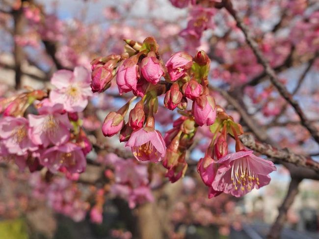 散歩しながら小潤井川まで来てみると河津桜が…。<br /><br />★富士市役所のHPです。<br />https://www.city.fuji.shizuoka.jp/