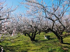 早咲きの梅が満開の曽我梅林と早咲き菜の花が咲く吾妻山公園に行って来ました。